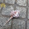 Murex Ramosus Hammer Shell - Image 2