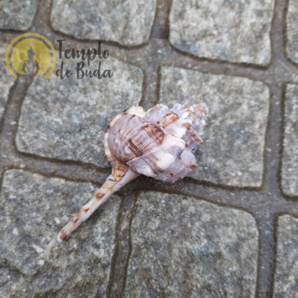 Murex Ramosus Hammer Shell - Image 2