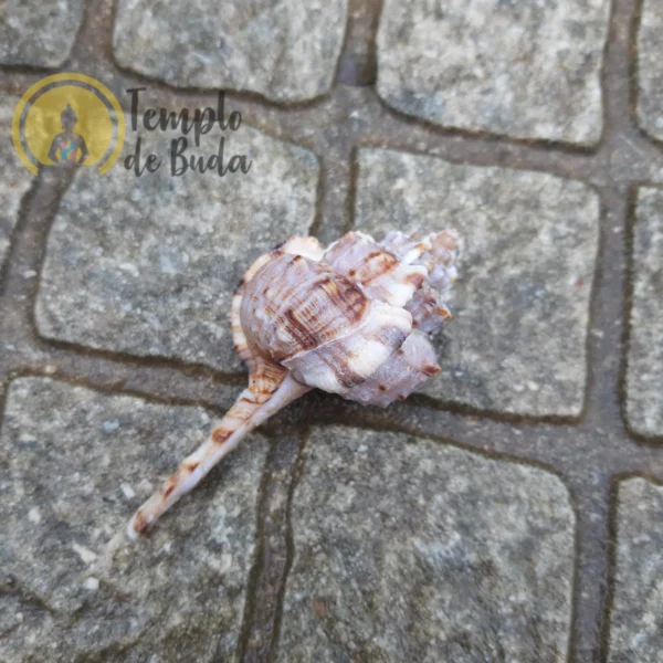 Murex Ramosus Hammer Shell - Image 2