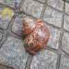 Concha Turbo Petholatus - immagine 2