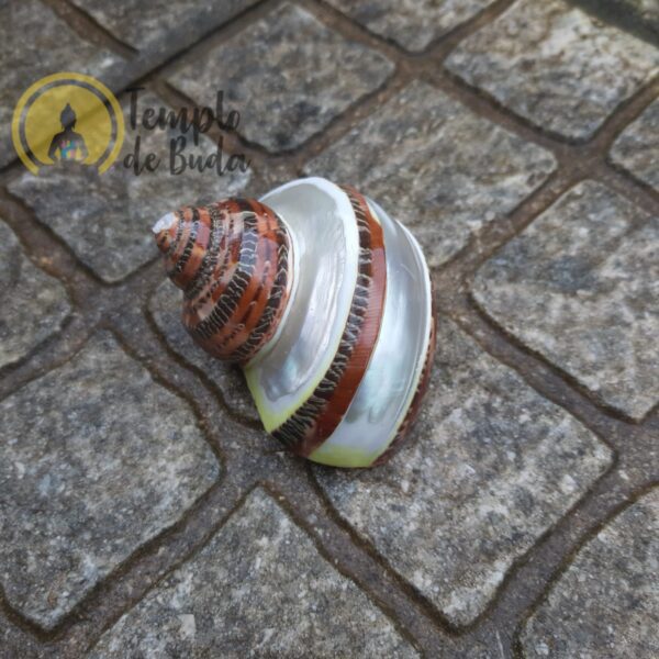 Turbo Petholatus Cuchara con Banda - Imagen 3