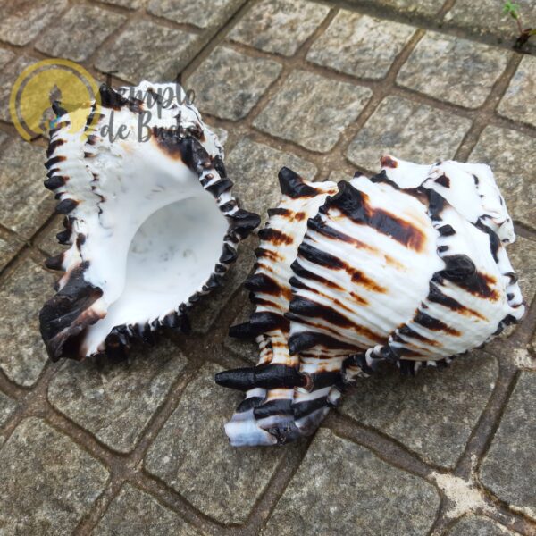 Conchiglia nera di Murex Ramosus - immagine 3