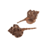 Murex Ramosus Hammer Shell