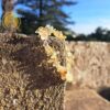 Citrine Chips bracelet - Image 2