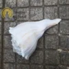 White Busycon Contrarium shell - Image 2