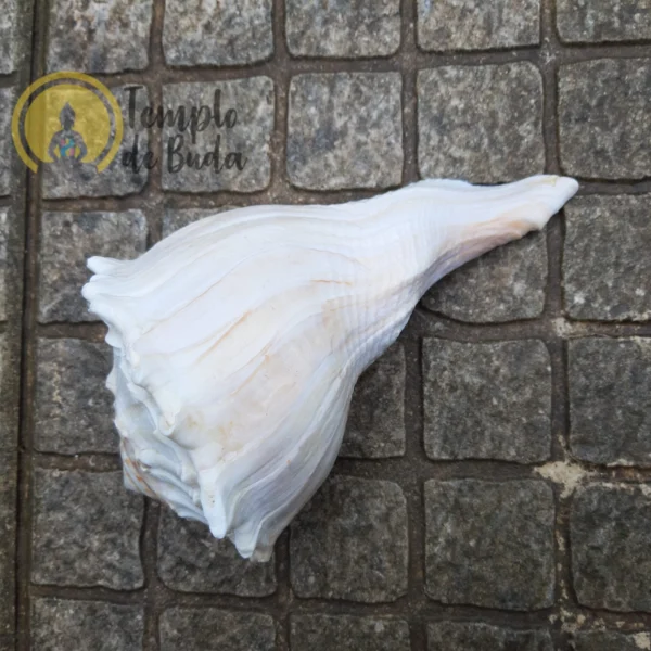 White Busycon Contrarium shell - Image 2