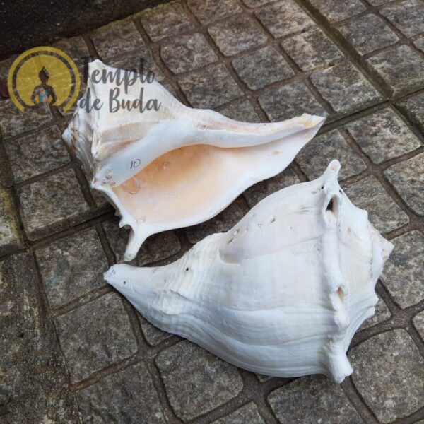 White Busycon Contrarium shell - Image 3