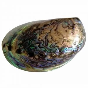 Abalone Muschel poliert L 14-16 cm