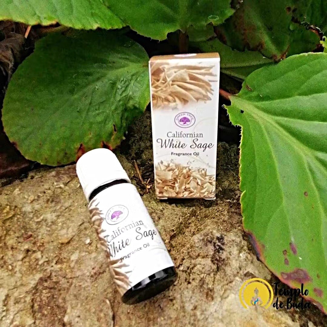 Oleo Green Tree Salvia Branca California