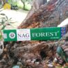 Incenso Indiano Golden Nag Forest