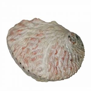 Abalone conchiglia bianca 12-14cm