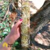 Tocha Juniper 25 cm
