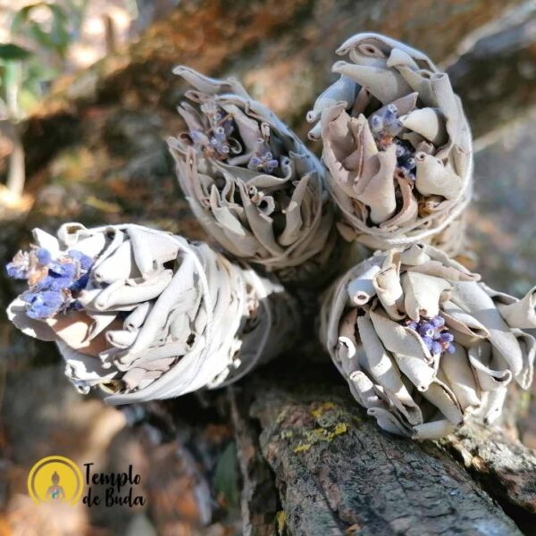 Antorcha Washington de Salvia Blanca y Lavanda de California 14 cm - Imagen 6