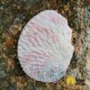 Abalone conchiglia bianca 12-14cm - immagine 2