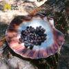 Bagas de Juniper (Zimbro) - Image 2