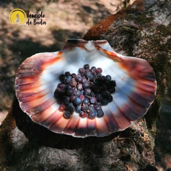 Bagas de Juniper (Zimbro) - Image 3