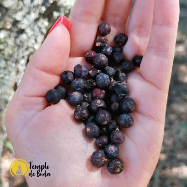 Bagas de Juniper (Zimbro) - Image 4