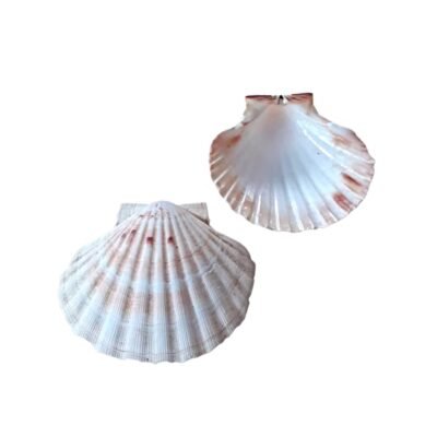 Concha do Peregrino Vieira