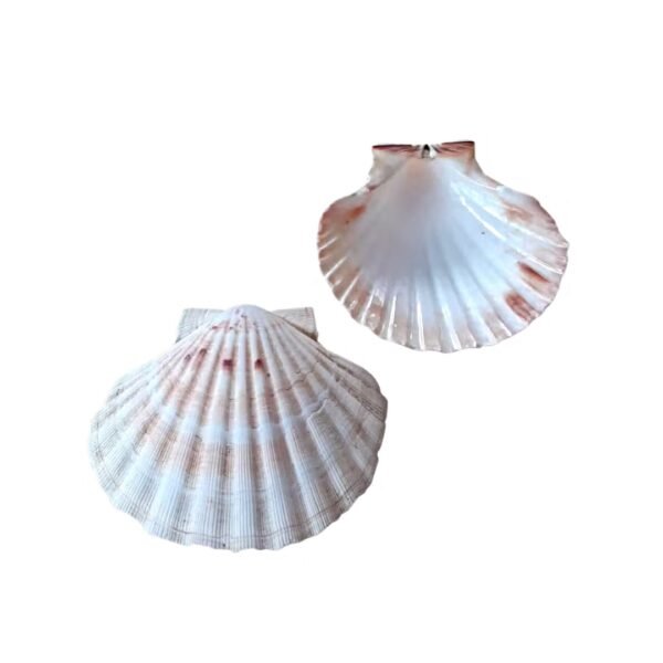 Concha do Peregrino Vieira