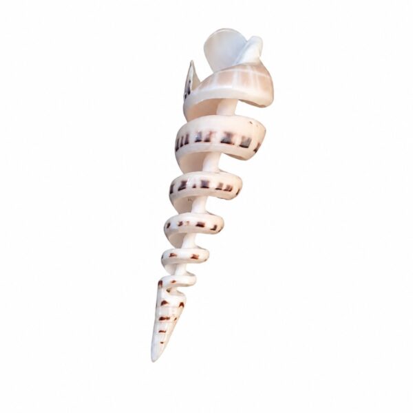 Concha Terebra Maculata Espiral