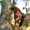 Pulseira Mookaite Chips - Image 2