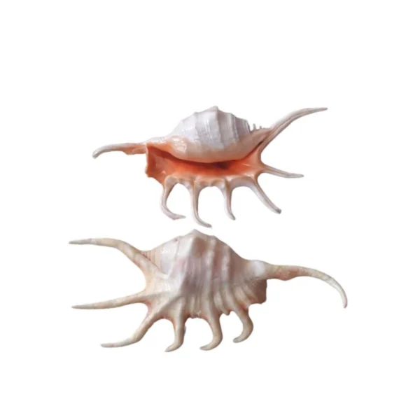 Concha Lambis Scorpio Laranja 10-12cm