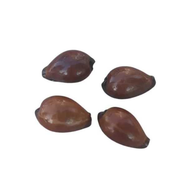 Cypraea Onix (Lurida Lurida)