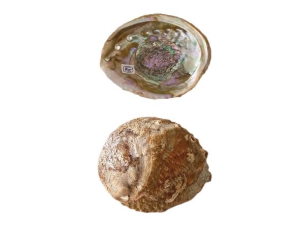 Abalone Concha Verde 10-11cm