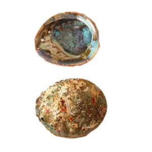 Abalone Grüne Schale 11-12cm