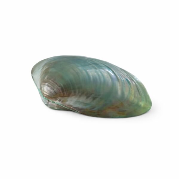 Concha Cristaria Plicata