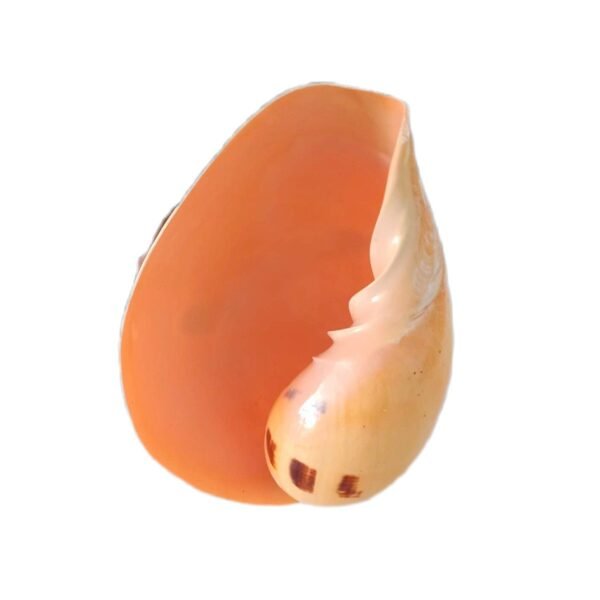 Concha Melo Melo 19cm