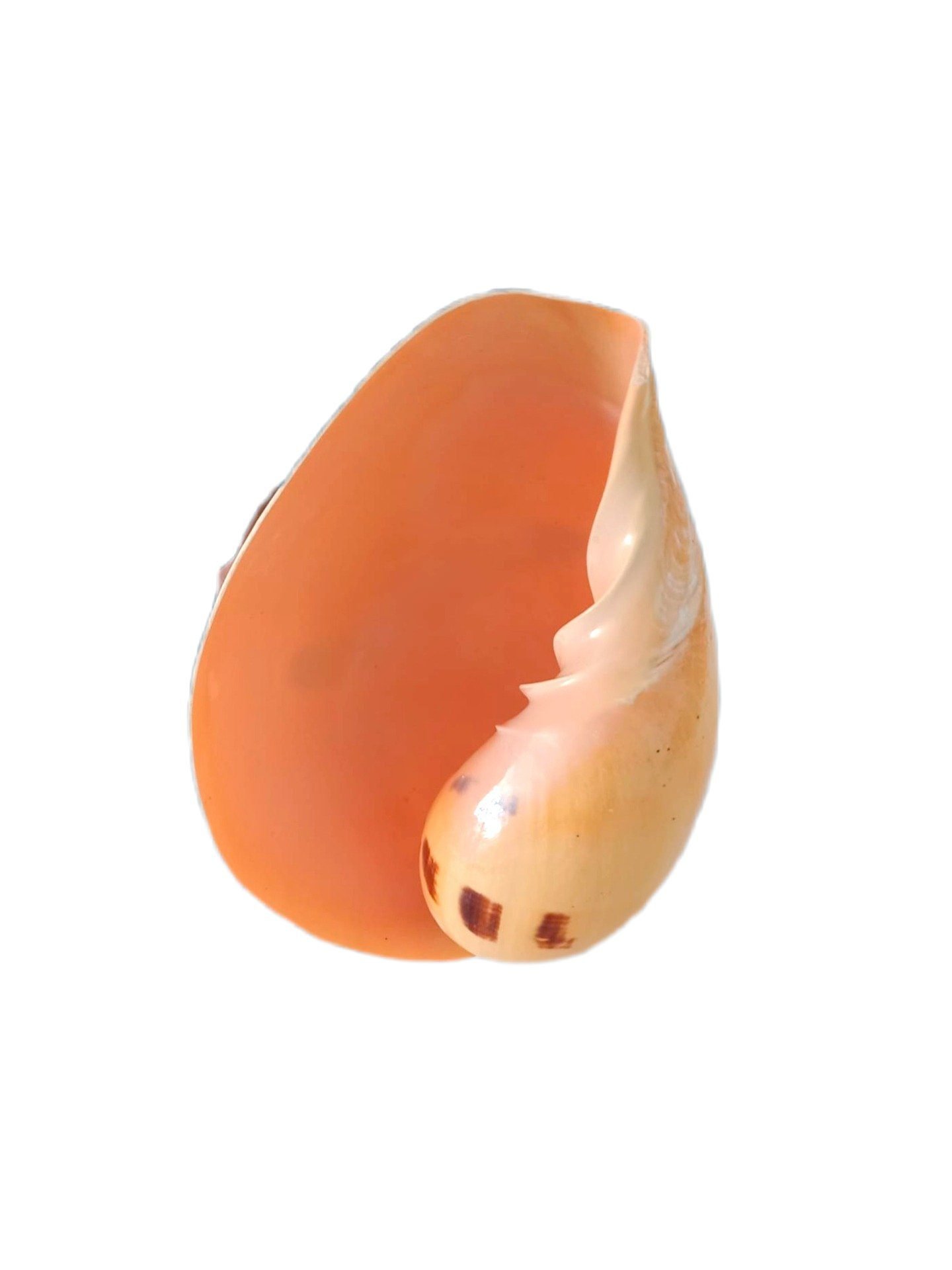 Concha Melo Melo 19cm