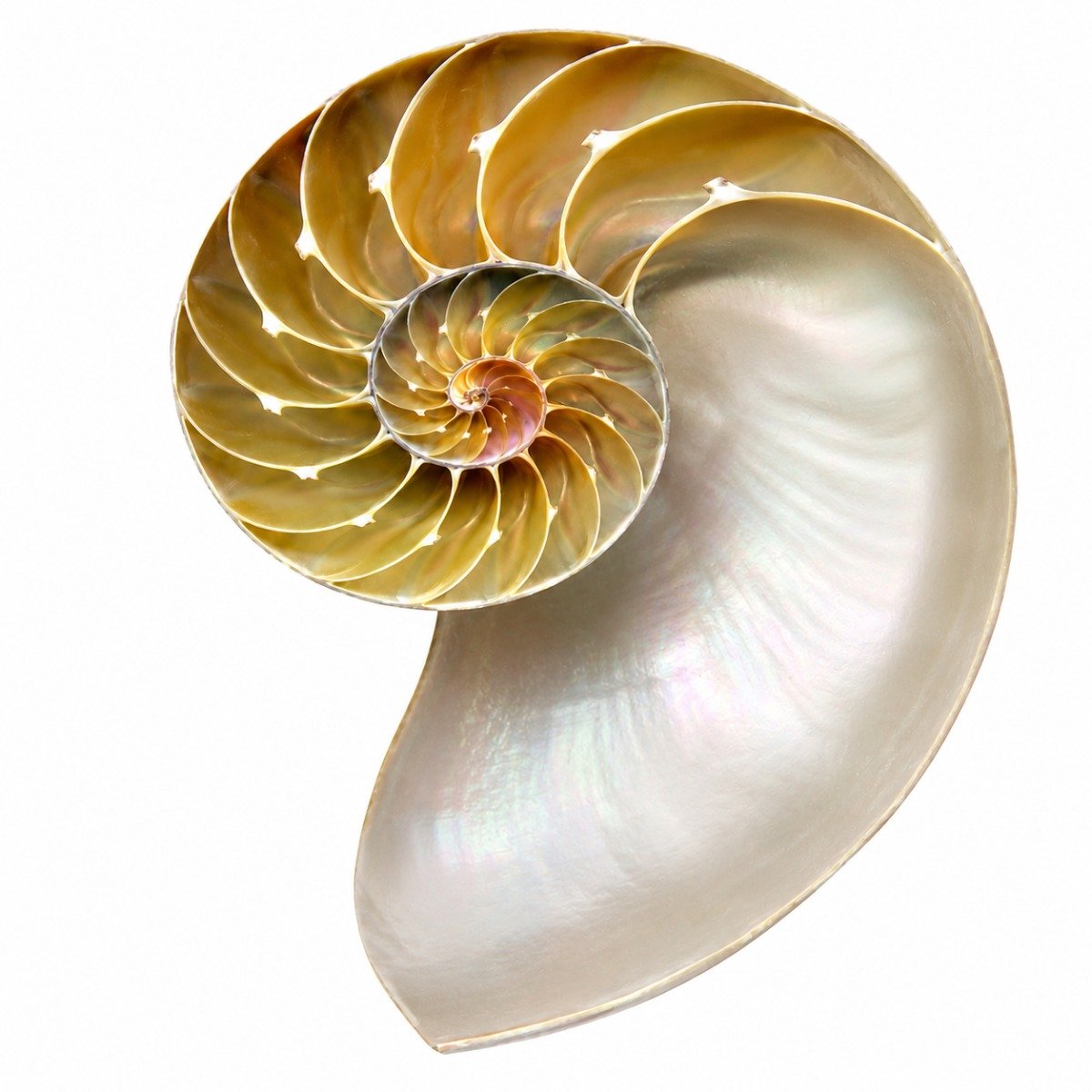Concha Nautilus Tigre