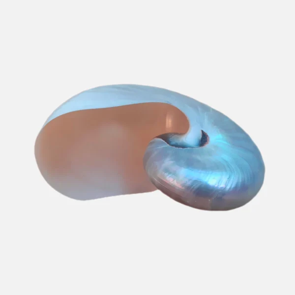 Concha Nautilus Polida 10-12cm