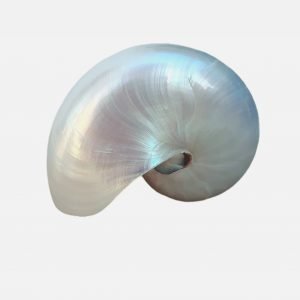 Nautilus Muschel poliert 10-12cm