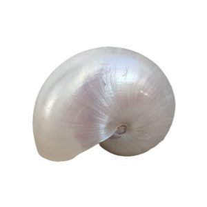 Nautilus Muschel poliert 12-14cm