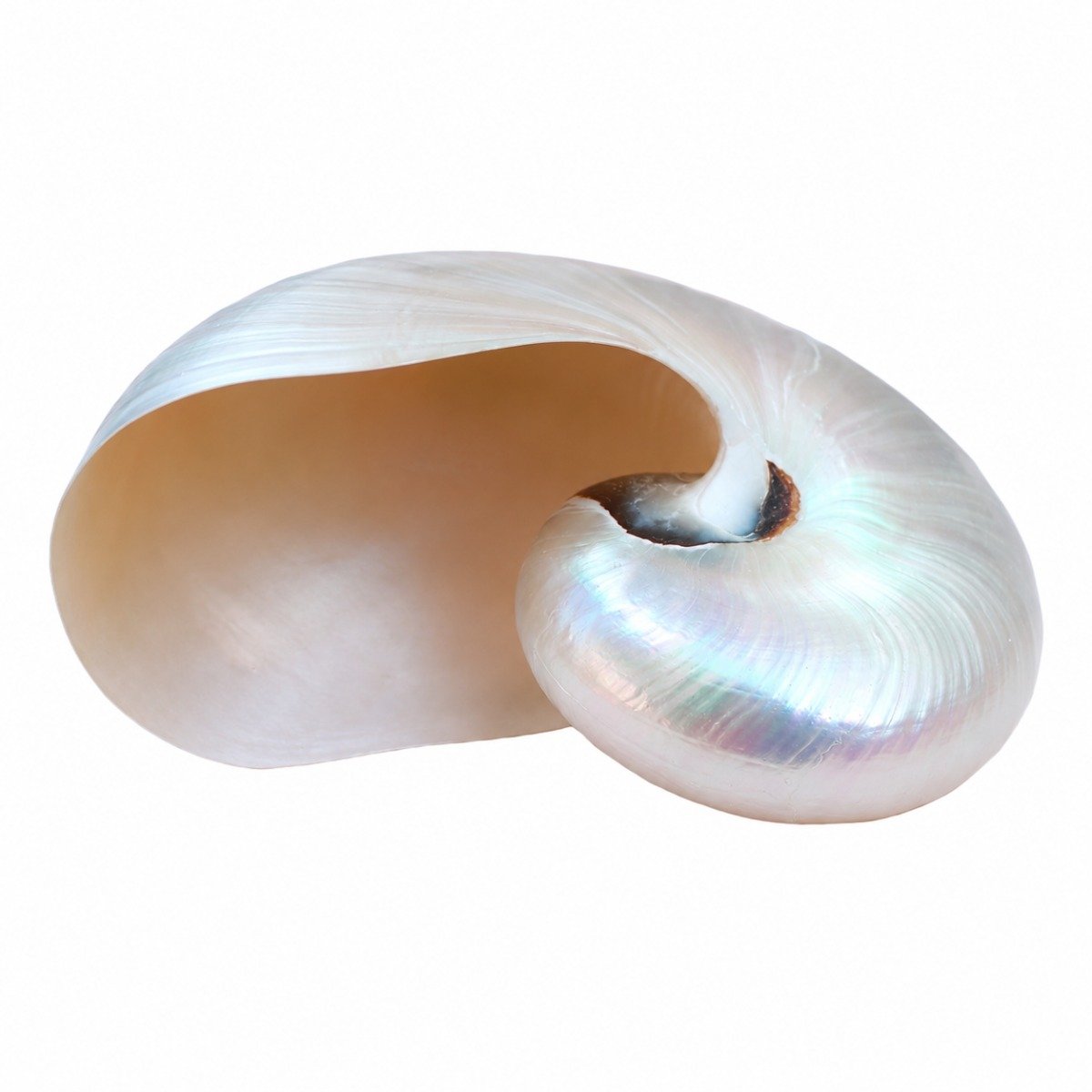 Concha Nautilus Polida