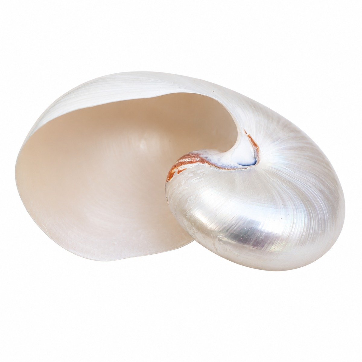Concha Nautilus Polida