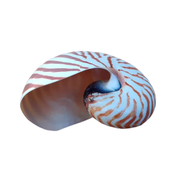 Concha Nautilus Tigre - Image 3