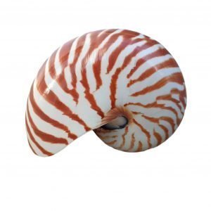 Concha Nautilus Tigre