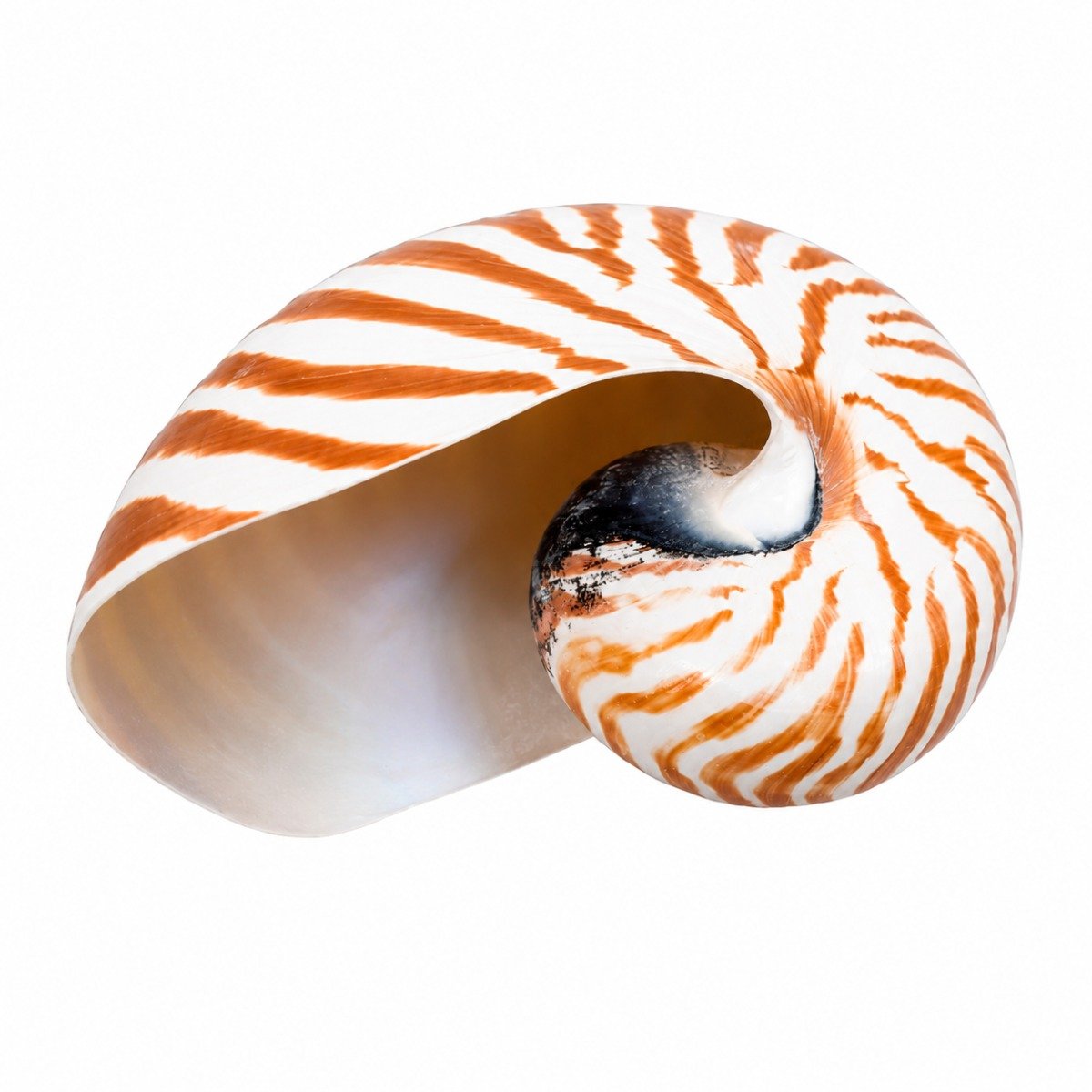 Concha Nautilus Tigre