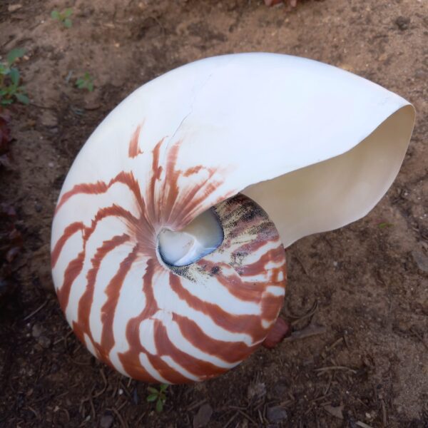 Concha Nautilus Tigre 14-16 cm