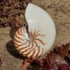 Concha Nautilus Tigre 14-16 cm