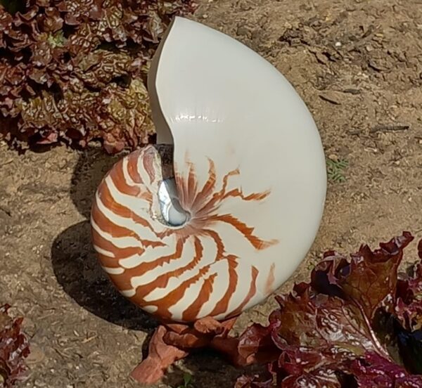 Concha Nautilus Tigre 14-16 cm