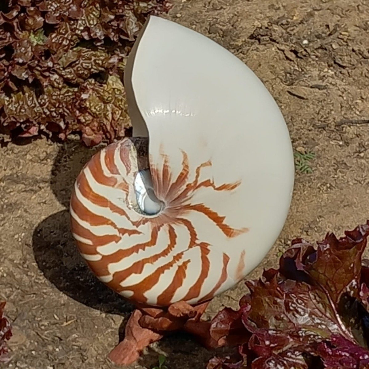 Concha Nautilus Tigre