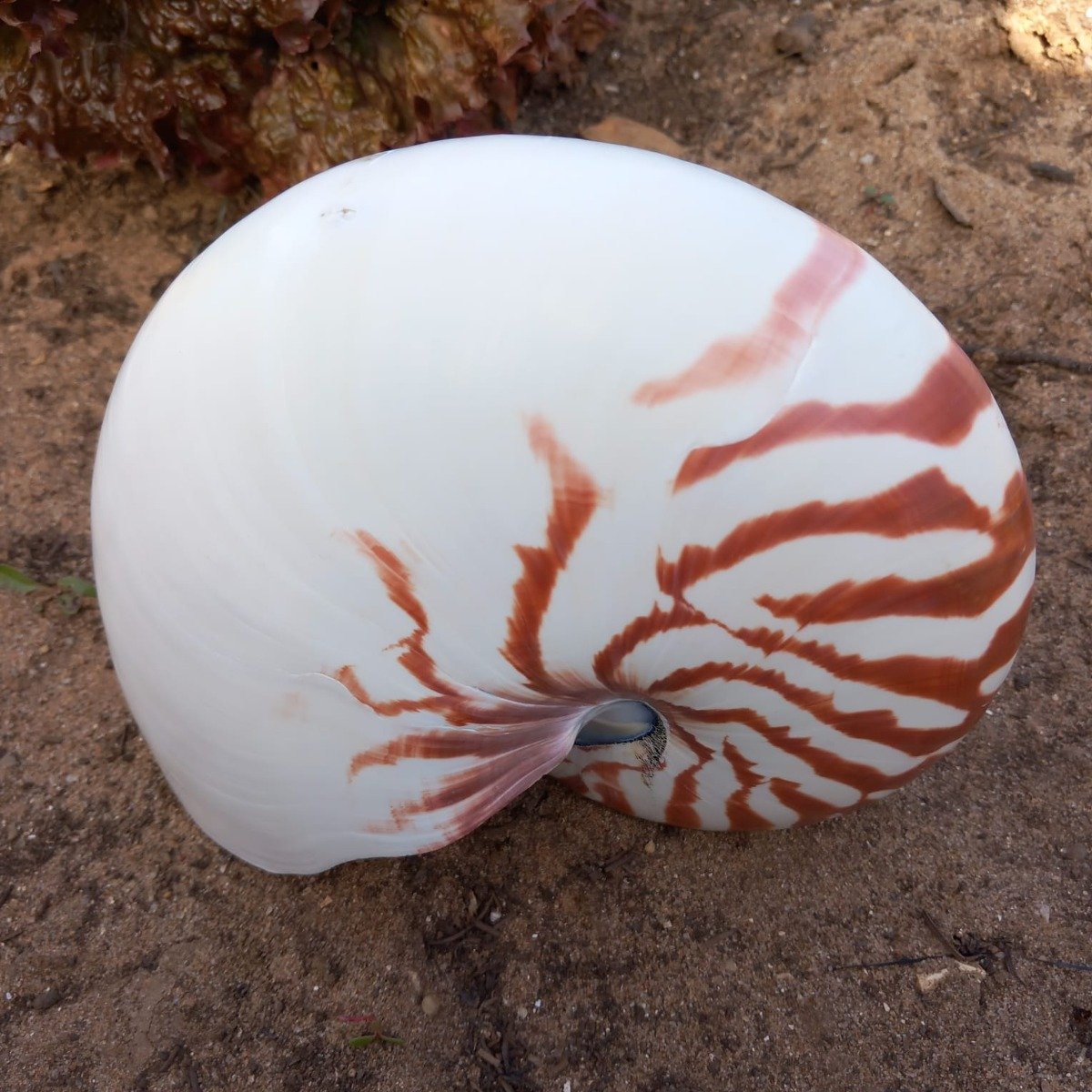 Concha Nautilus Tigre