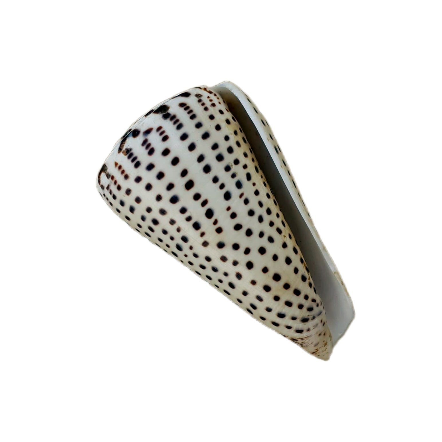 Conus Marmoreus 6-8cm - Image 2