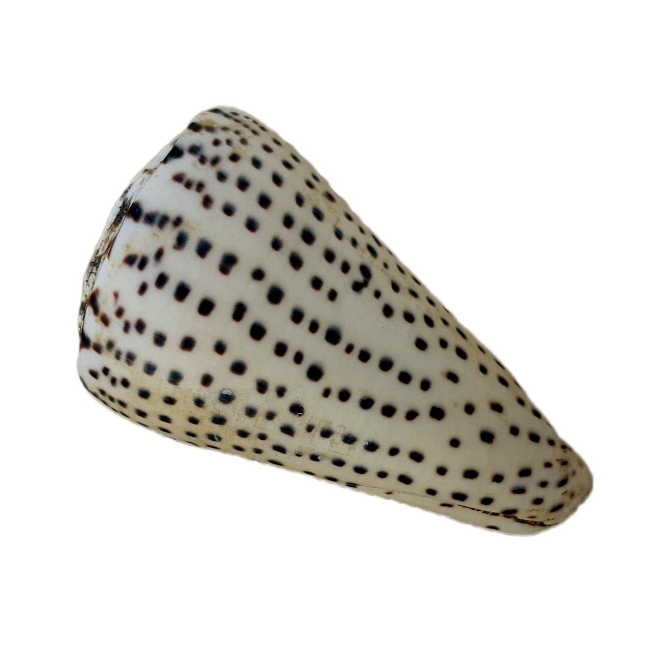 Conus Marmoreus 6-8cm