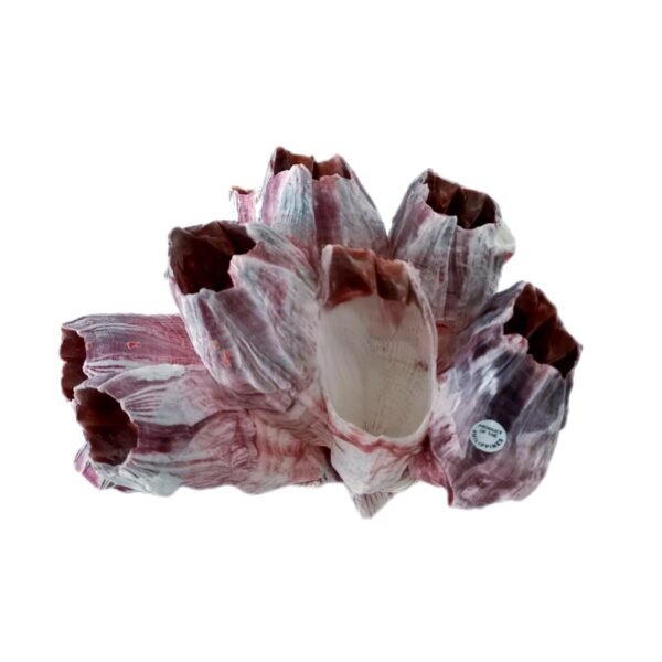 Cracas de Concha 12cm