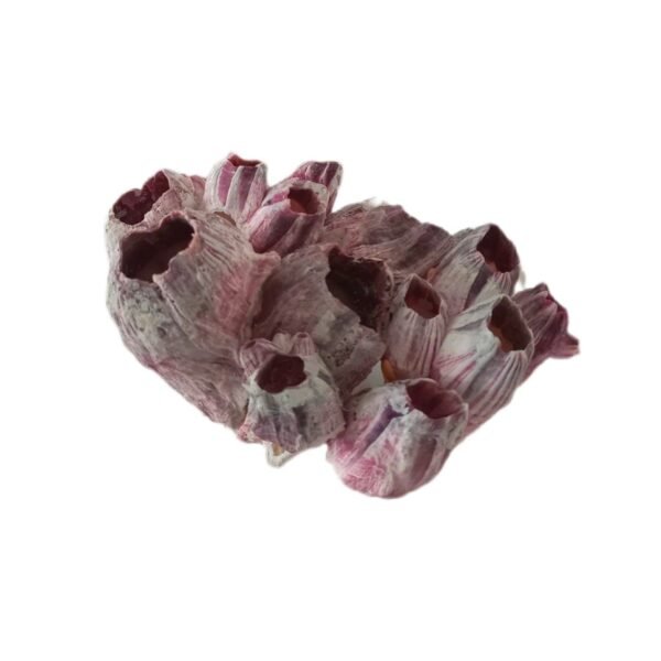 Cracas de Concha 19cm